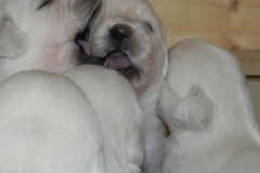puppiesfaithfall3wksd