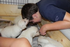 puppiesfaithfall4wks2