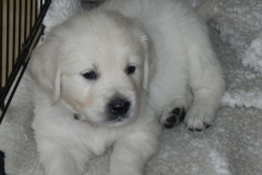 puppiesfaithupdate