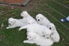 puppiesgroup3