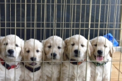 puppieshurrryandtake