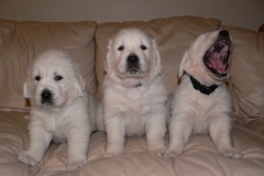puppieslexi5wks10