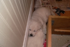 puppieslexi5wks2