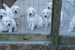 puppieslexi5wks8