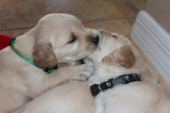 puppiesmiley4wks7-1