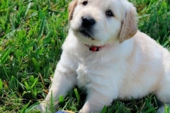 puppiesmiley5wks10