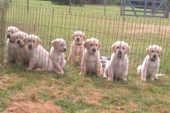 puppiesmileygroup7wks