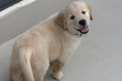 puppiespurplesaycheese