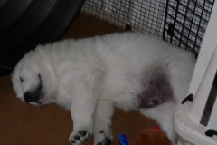 puppiesrbi8wks-1