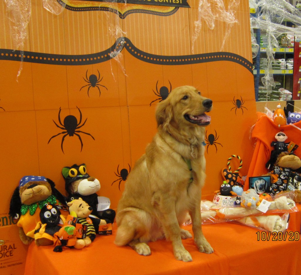 2013 halloween 016pet smart bailey