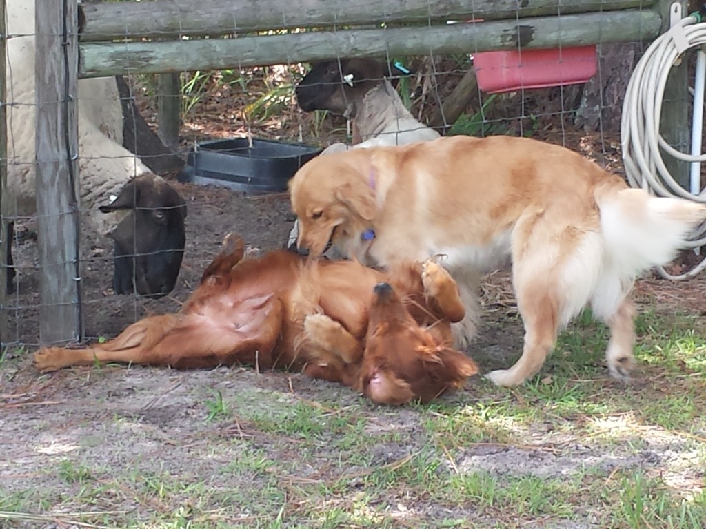 chloe and ruby lambs