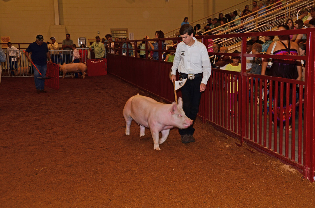 fair 2103hog