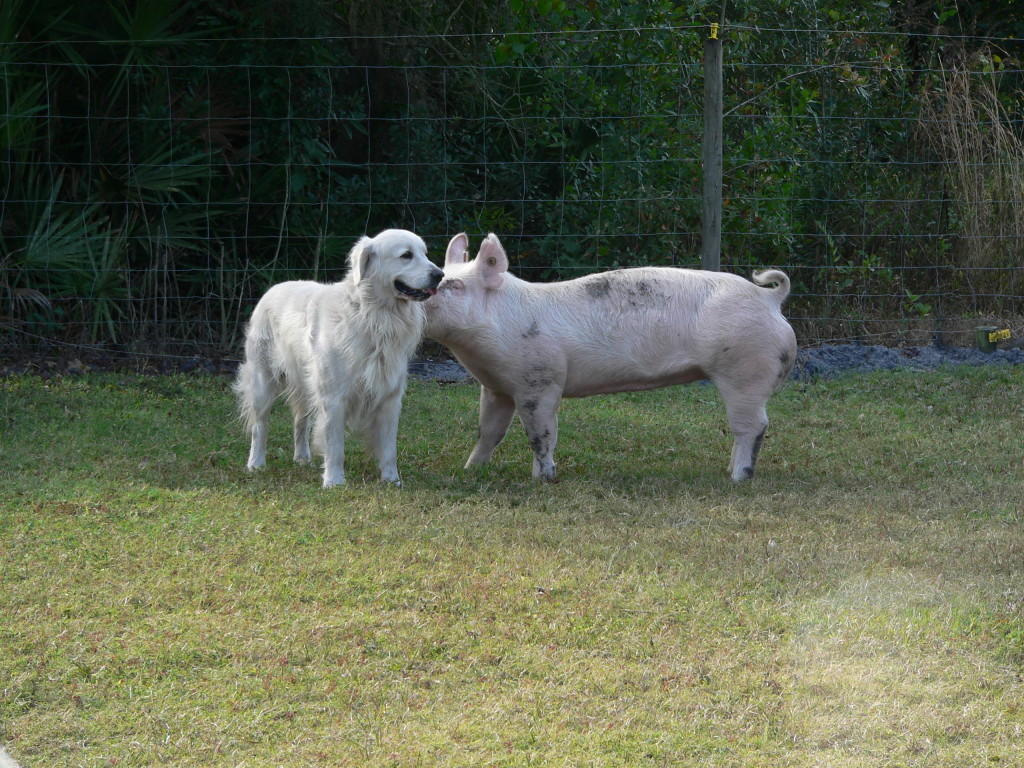 petey and hog09