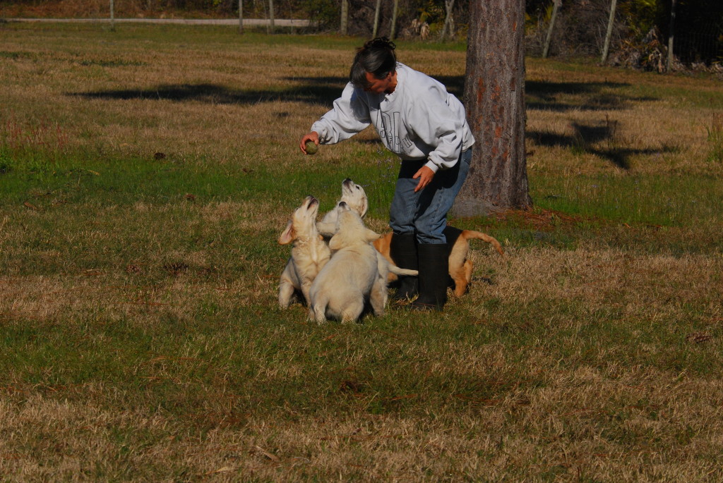 working with pups