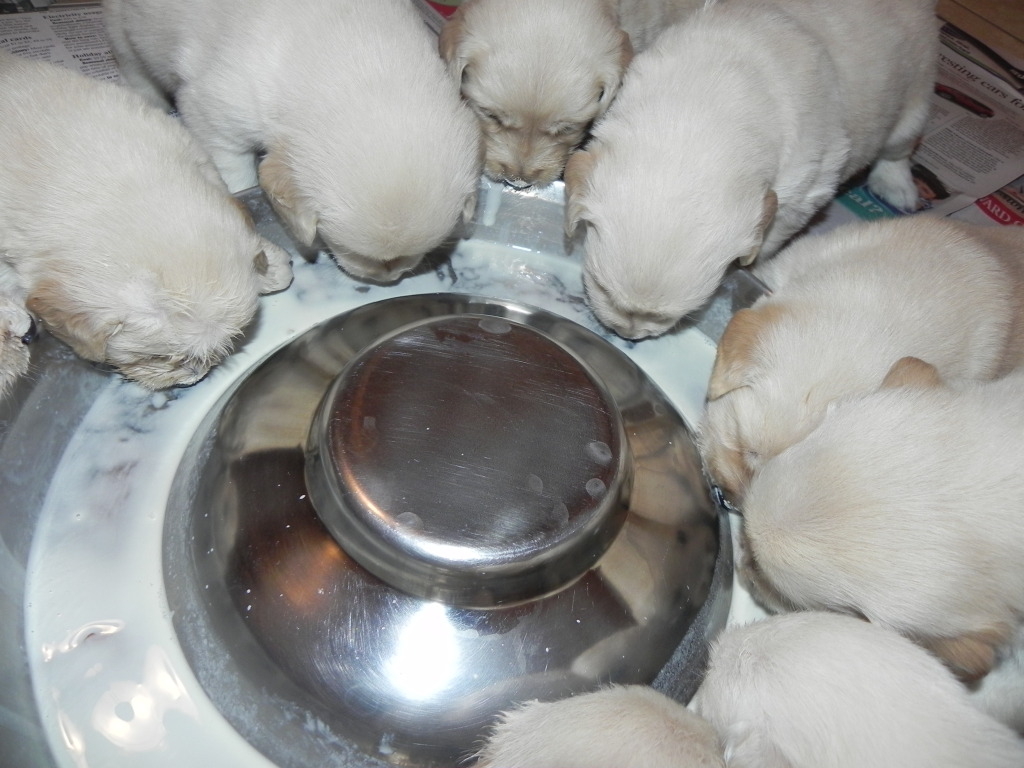 cotton4wks2