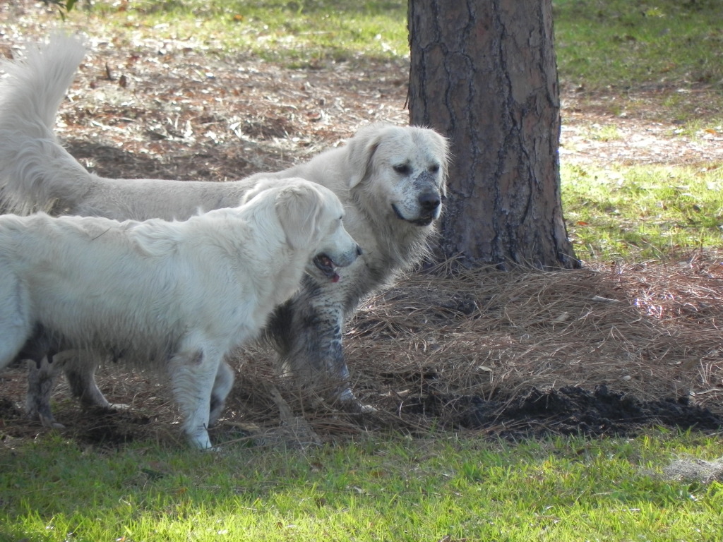 glory and angus2-7-15