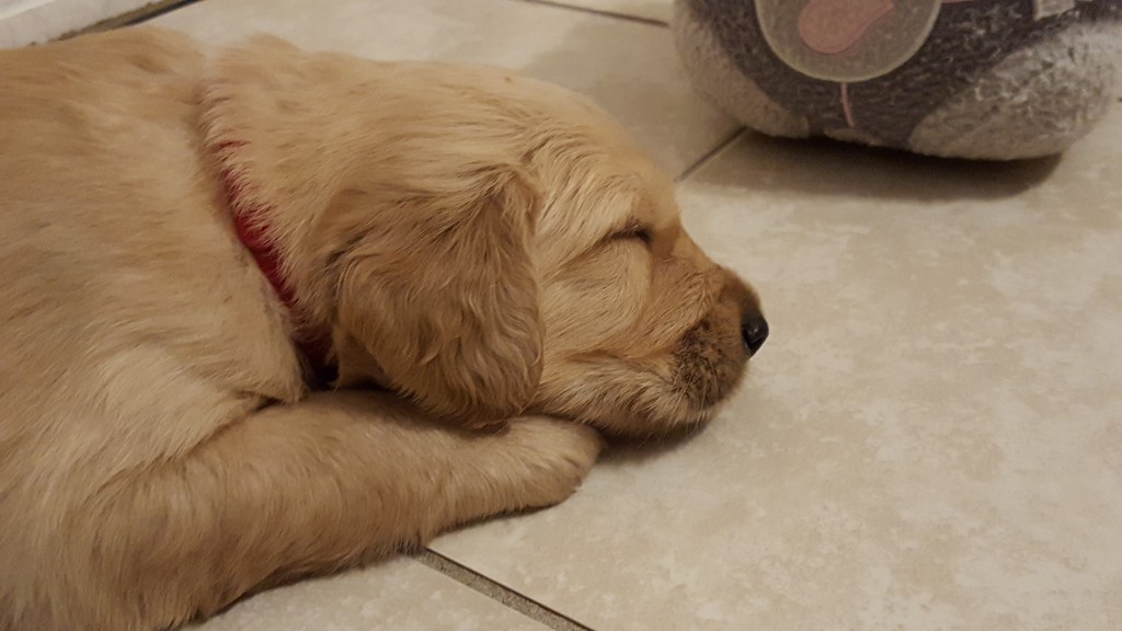 ruby4wks8